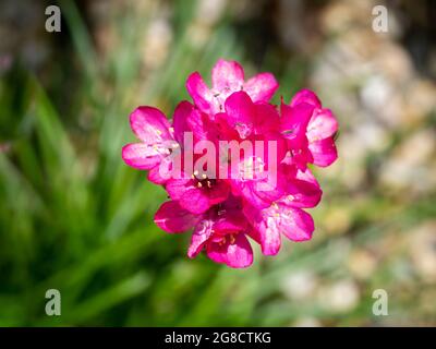 Rose de mer ou thrift de mer, Armeria maritima, vue rapprochée du haut d'une seule fleur rose profonde au printemps, pays-Bas Banque D'Images