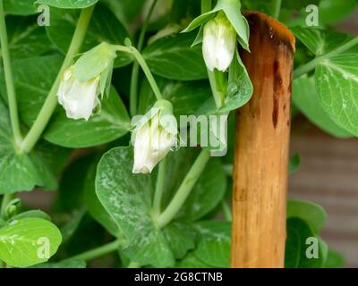 Pois mange-tout, Pisum sativum, gros plan des fleurs et des feuilles de la plante du pois dans le jardin, pays-Bas Banque D'Images