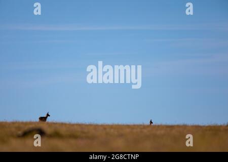 Deux (2) chamois (Rupicapra rupicapra) regardant à droite Banque D'Images