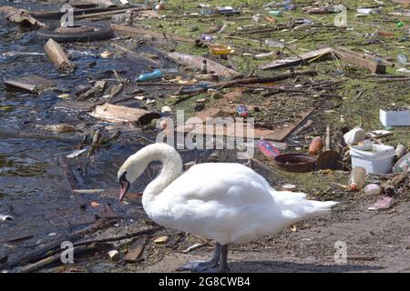 Salford, Grand Manchester, Royaume-Uni. 19 juillet 2021. Un nageur adolescent meurt à Salford Quays. Les services d'urgence ont récupéré le corps d'un homme de 19 ans dans l'eau à Salford Quays, Salford, Greater Manchester, Royaume-Uni, le 18 juillet, 2021, à 7h40. Cygne avec jetsam, flotsam et rubis dans l'eau à Salford Quays. Les nageurs peuvent se coincer dans les poubelles sous-marines et se noyer. L'homme qui est mort dans l'eau à Salford Quays a été nommé Ngapee Merenga. Crédit : Terry Waller/Alay Live News Banque D'Images