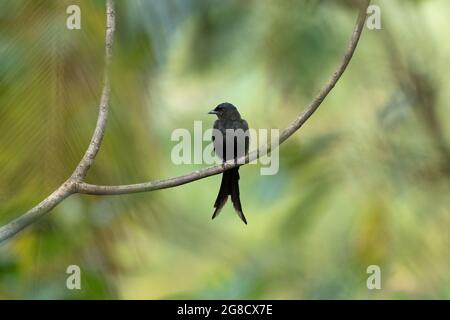 Un beau drongo noir (Dicrurus macrocercus), perché sur une longue branche dans la nature. Banque D'Images