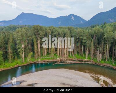 Deuxième végétation riveraine dans les eaux de amont de la rivière Pine en Colombie-Britannique. Banque D'Images