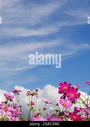 Fleurs cosmos de couleur rose dans le champ avec ciel bleu vif été Banque D'Images