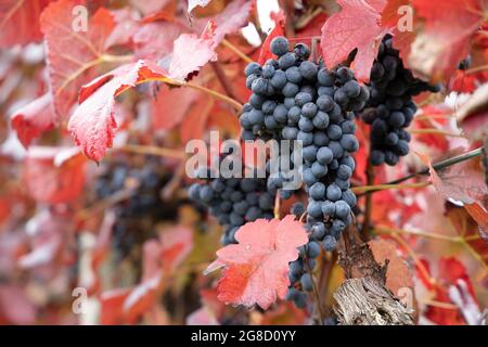 Raisins bleus Alibernet en automne vignoble, Moravie du Sud, République Tchèque Banque D'Images