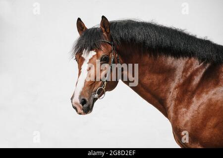 Portrait en face d'un cheval des montagnes de la baie aussi connu sous le nom de freiberger Banque D'Images