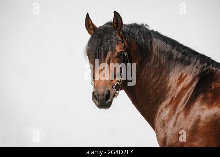 Portrait en face d'un cheval des montagnes de la baie aussi connu sous le nom de freiberger Banque D'Images