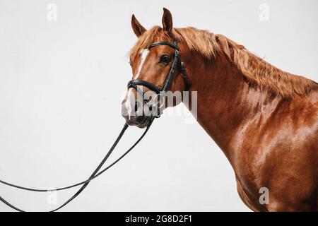 Portrait en face d'un cheval de montagnes aux franches de châtaignier, également connu sous le nom de freiberger Banque D'Images