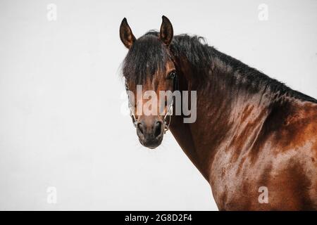 Portrait en face d'un cheval des montagnes de la baie aussi connu sous le nom de freiberger Banque D'Images