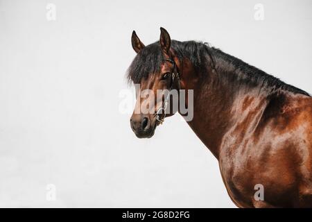 Portrait en face d'un cheval des montagnes de la baie aussi connu sous le nom de freiberger Banque D'Images