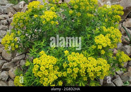 Euphorbia palustris, le marais ou euphorbia. Triez probablement les « Glorie de Walenburg » Banque D'Images