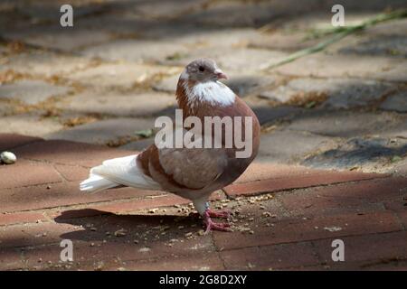 Un magnifique pigeon blanc brun sur des pavés. Sa race est très rare et sort des pays-Bas. Banque D'Images