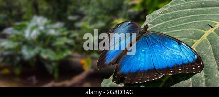 Peleides bleu morpho / commune morpho / empereur (Morpho Peleides) papillon tropical irisé trouvé dans les forêts tropicales humides de l'Amérique du Sud et centrale Banque D'Images