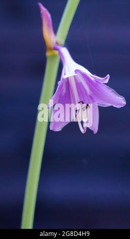 Beau gros plan d'un été violet rose fleur Hosta Clausa en fleur Banque D'Images