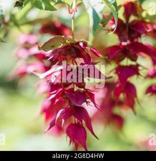 Gros plan sur un chèvrefeuille himalayen, baie faisante (Leycesteria formosa « Purple Rain ») Banque D'Images