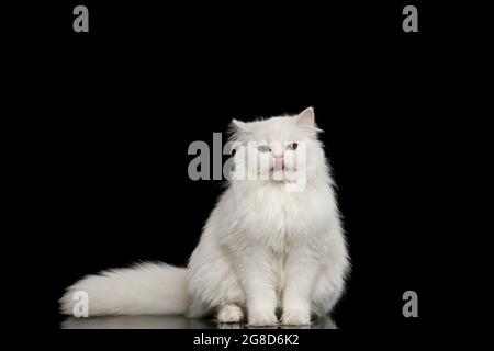 Portrait amusant de chat de race britannique couleur blanche avec des yeux bleus, léchant sur un arrière-plan noir isolé, vue de face Banque D'Images