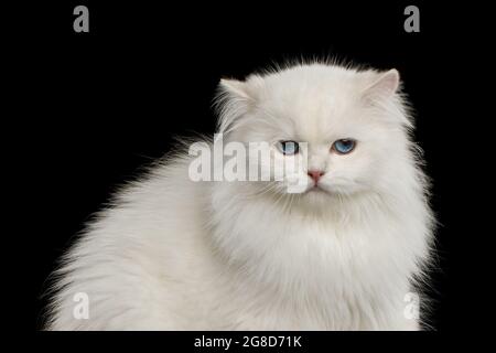 Portrait amusant de chat de race britannique malheureux, blanc pur avec yeux bleus, en regardant dans l'appareil photo sur fond noir isolé, vue avant Banque D'Images