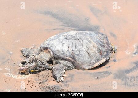 ORTOISE est mort dans L'OCÉAN INDIEN. Triste à partager, dans l'Océan Indien Tortue (tortue), nagé à la rive et est mort sur la rive. Banque D'Images