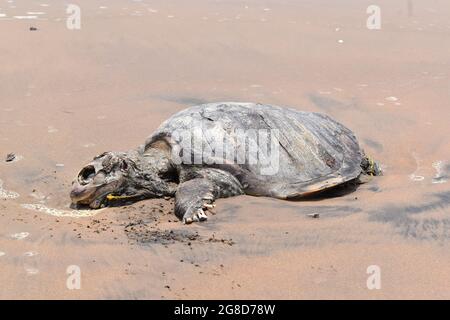 ORTOISE est mort dans L'OCÉAN INDIEN. Triste à partager, dans l'Océan Indien Tortue (tortue), nagé à la rive et est mort sur la rive. Banque D'Images