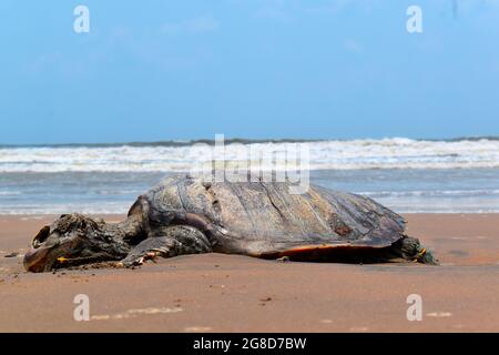 TORTUE est mort dans L'OCÉAN INDIEN. Triste à partager, dans l'Océan Indien Tortue (tortue), nagé à la rive et est mort sur la rive. Banque D'Images