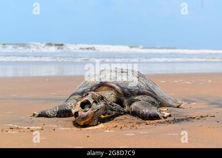 TORTUE est mort dans L'OCÉAN INDIEN. Triste à partager, dans l'Océan Indien Tortue (tortue), nagé à la rive et est mort sur la rive. Banque D'Images