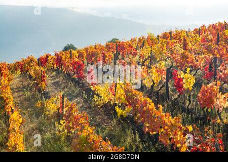 Paysage d'automne coloré de la plus ancienne région viticole du monde dans la vallée du Douro au Portugal, différentes variétés de vignes plantées sur des vignobles en terrasse, pr Banque D'Images