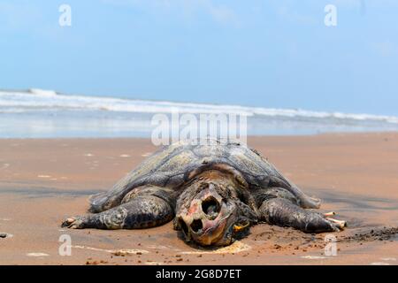 TORTUE est mort dans L'OCÉAN INDIEN. Triste à partager, dans l'Océan Indien Tortue (tortue), nagé à la rive et est mort sur la rive. Banque D'Images