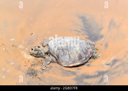 ORTOISE est mort dans L'OCÉAN INDIEN. Triste à partager, dans l'Océan Indien Tortue (tortue), nagé à la rive et est mort sur la rive. Banque D'Images