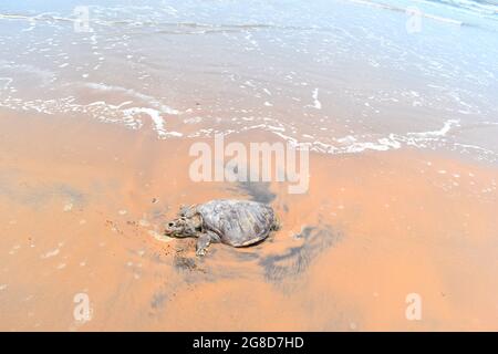 ORTOISE est mort dans L'OCÉAN INDIEN. Triste à partager, dans l'Océan Indien Tortue (tortue), nagé à la rive et est mort sur la rive. Banque D'Images