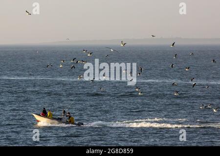Un troupeau de goélands suivant un petit bateau de pêche dans le sud de l'océan Atlantique, le Cap Afrique du Sud. Banque D'Images
