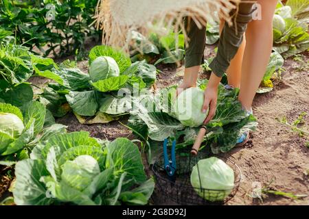Jeune femme jardinier cueillant le chou dans le jardin d'été mettant la récolte de légumes dans le panier. Récolte de légumes biologiques. Une alimentation saine Banque D'Images