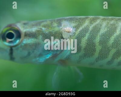 Jeune brochet avec un parasite sur son dos, Carp souris (Argulus foliaceus) sur un jeune brochet, Rhénanie du Nord Westphalie, Allemagne Banque D'Images