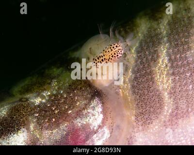 Jeune brochet avec un parasite sur son dos, Carp souris (Argulus foliaceus) sur un jeune brochet, Rhénanie du Nord Westphalie, Allemagne Banque D'Images