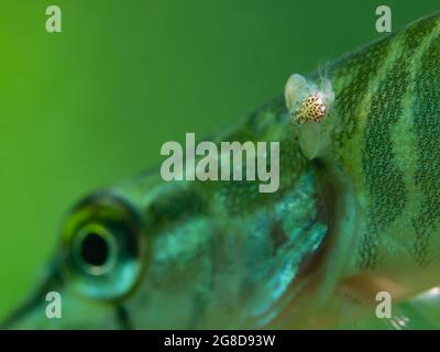 Jeune brochet avec un parasite sur son dos, Carp souris (Argulus foliaceus) sur un jeune brochet, Rhénanie du Nord Westphalie, Allemagne Banque D'Images