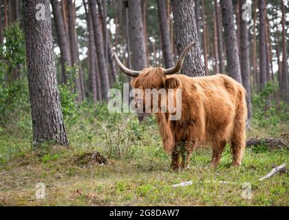 Jolie grande vache sauvage écossaise brune avec de longues cornes dans la forêt allemande. (BOS taurus taureau). Mise au point sélective. Copier l'espace. Banque D'Images