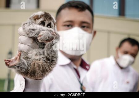 Pekanbaru, province de Riau, Indonésie. 19 juillet 2021. Une enquête criminelle spéciale de la police indonésienne montre qu'un camion lent Javan a été saisi de braconniers lors d'une conférence de presse concernant le commerce illégal de la faune dans le bureau de Ditreskrimsus de la police de Riau. (Credit image: © Afrianto Silalahi/ZUMA Press Wire) Banque D'Images