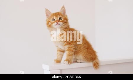 Ginger Kitten jouer sur fond blanc isolé. Joli petit chat rouge observe. Animaux domestiques mignons et amusants. Animal domestique. Banque D'Images