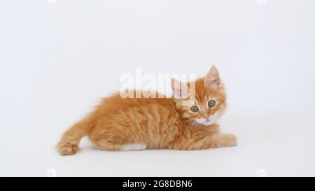 Ginger Kitten jouer sur fond blanc isolé. Joli petit chat rouge observe. Animaux domestiques mignons et amusants. Animal domestique. Banque D'Images