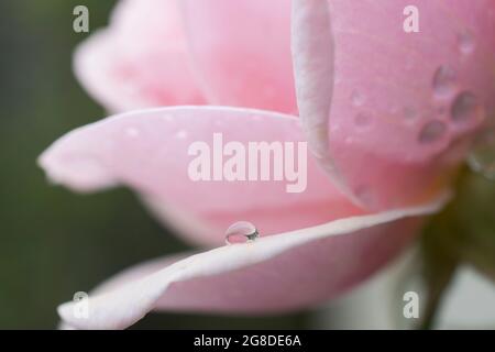 Gouttelettes d'eau sur une nouvelle rose rose Banque D'Images