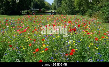 Prairie de fleurs sauvages dans le parc public Cambridgeshire Banque D'Images