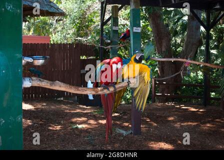 Un perroquet rouge et un perroquet jaune sont assis sur la branche et parlent dans la forêt tropicale Banque D'Images