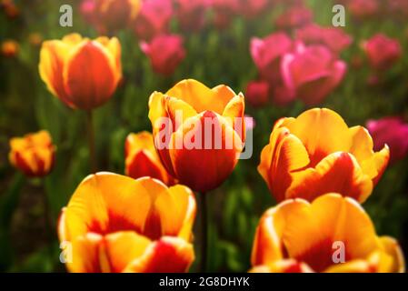 Fleurs. Tulipes. Tulipes lors d'une journée d'été ensoleillée dans le parc. Parc en fleurs. Floraison Banque D'Images