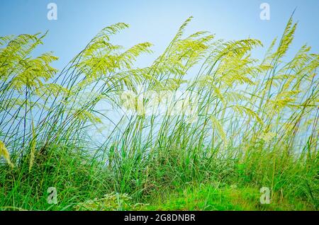 L'avoine de mer (Uniola paniculata) déferle dans la brise, le 7 juillet 2021, à Dauphin Island, Alabama. Banque D'Images