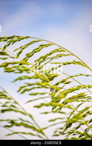 L'avoine de mer (Uniola paniculata) déferle dans la brise, le 7 juillet 2021, à Dauphin Island, Alabama. Banque D'Images