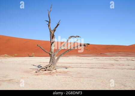 Dunes et arbre à épine de chameau mort, Vachellia erioloba, dans le désert du Namib, Dead Vlei, Sossusvlei, Namibie, Afrique. Banque D'Images