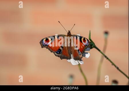 Papillon Peacock, Aglais io, reposant sur une fleur blanche Banque D'Images