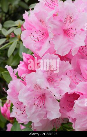 Le Rhododendron 'Pink Pearl' présente des fleurs roses au printemps. ROYAUME-UNI Banque D'Images