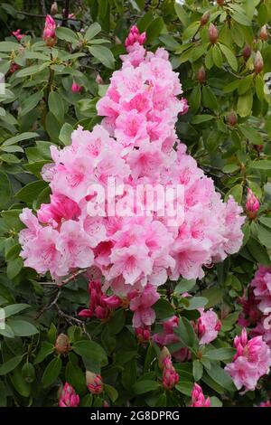 Le Rhododendron 'Pink Pearl' présente des fleurs roses au printemps. ROYAUME-UNI Banque D'Images