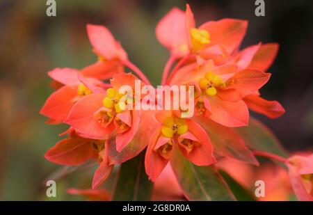 Euphorbia griffithii 'Dixter' présentant des grappes caractéristiques de fleurs d'orange au début de l'été. « Dixter », un spup britannique Banque D'Images