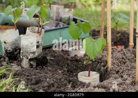 Plantation de haricots français. Plantation de plantes grimpantes de haricots français - Phaseolus vulgaris 'Violet podded - dans des pots de journaux biodégradables par des supports de canne Banque D'Images