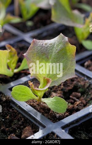 Plantules de laitue dans un plateau modulaire - Lactuca sativa 'Lollo Rossa'. Banque D'Images